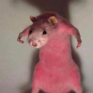 Meet your Posher, Britney